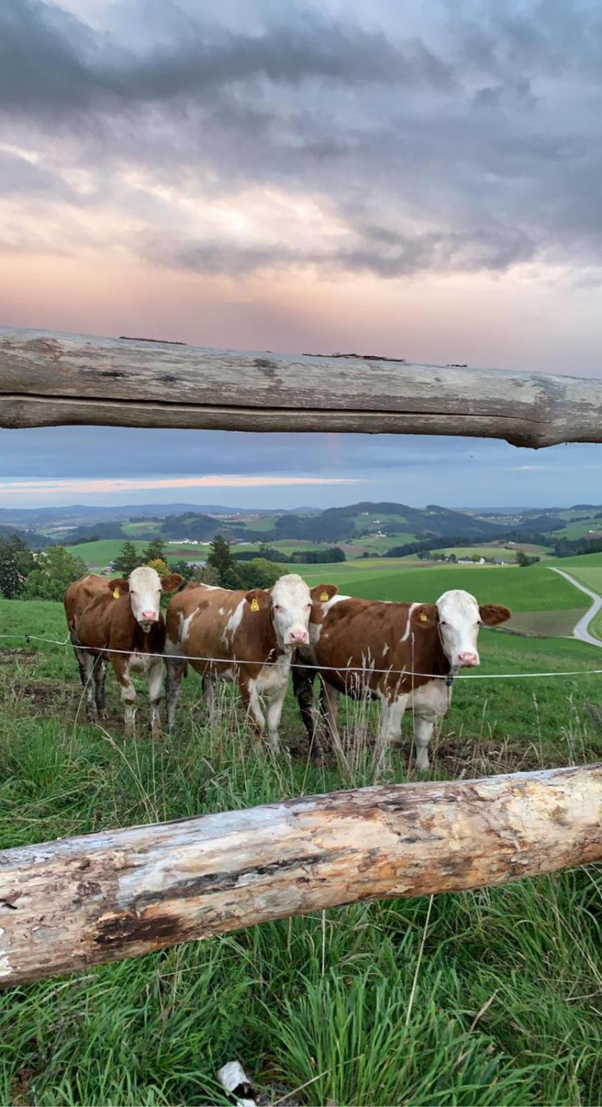 Ferienwohnung Im Muehlviertler Panorama Vierseithof Lembach im Mühlkreis エクステリア 写真